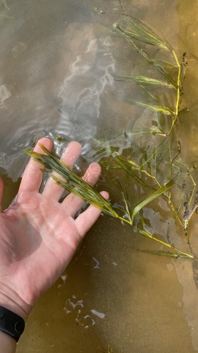 Potamogeton compressus, photographed by Павлик Лисицын
