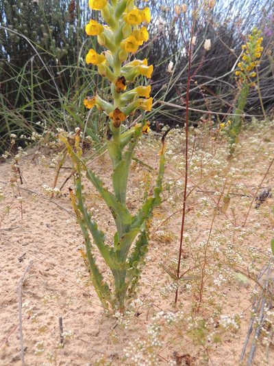 Corycium crispum, photographed by Jacques van der Merwe
