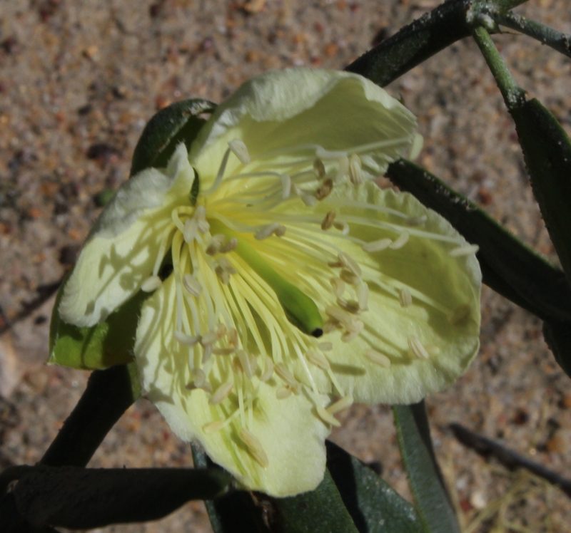Capparis hereroensis, photographed by Tony Rebelo
