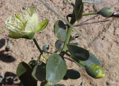 Capparis hereroensis, photographed by Tony Rebelo