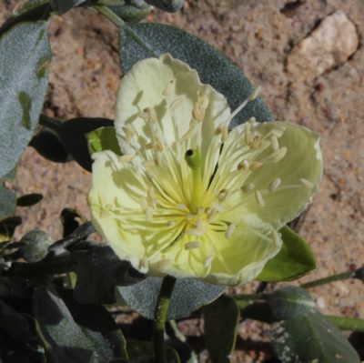 Capparis hereroensis, photographed by Tony Rebelo
