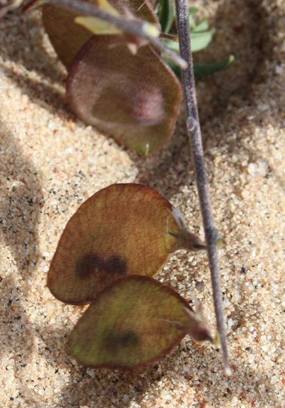 Lessertia diffusa, photographed by Tony Rebelo