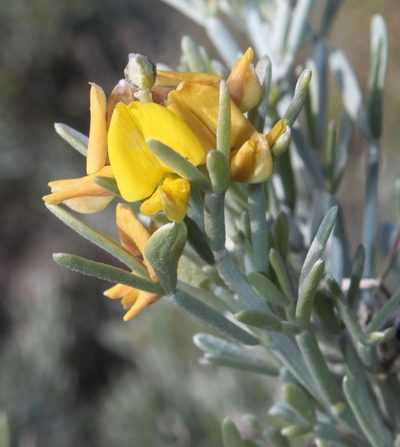 Calobota sericea, photographed by Tony Rebelo