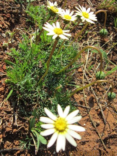 Ursinia tenuiloba, photographed by Peter Warren