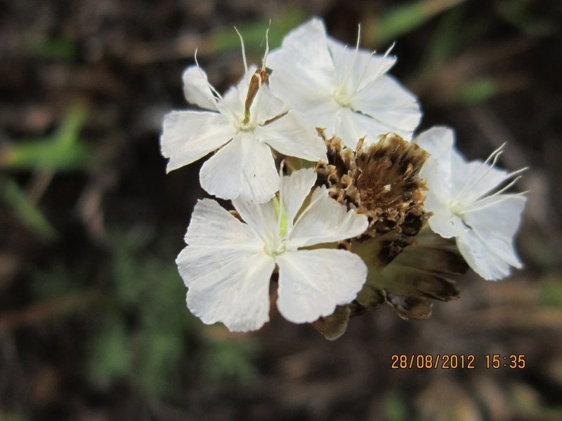 Ursinia tenuiloba, photographed by Peter Warren