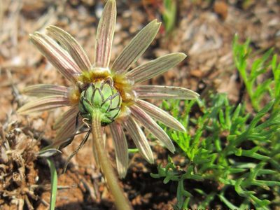Ursinia tenuiloba, photographed by Peter Warren