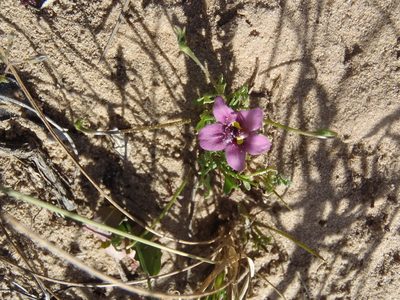 Diascia capensis, photographed by Nicola van Berkel