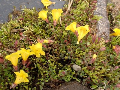 Erythranthe caespitosa, photographed by John Brew