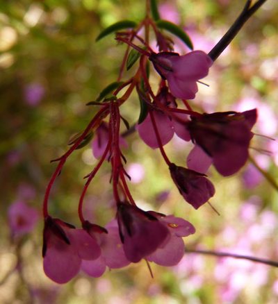 Erica tetrathecoides, photographed by Di Turner