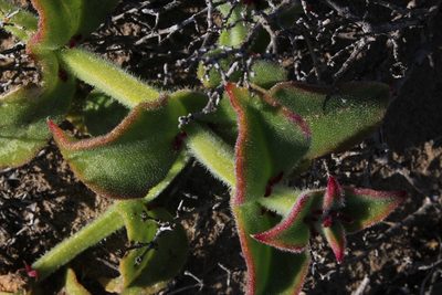 Mesembryanthemum pellitum, photographed by Tony Rebelo