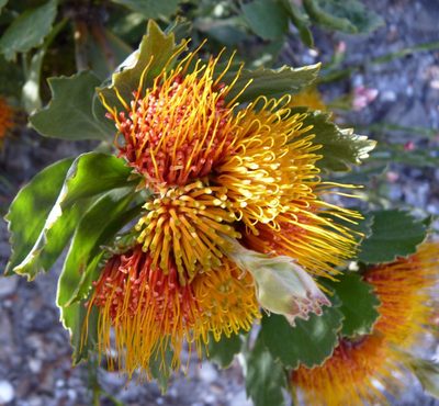 Leucospermum mundii, photographed by Di Turner