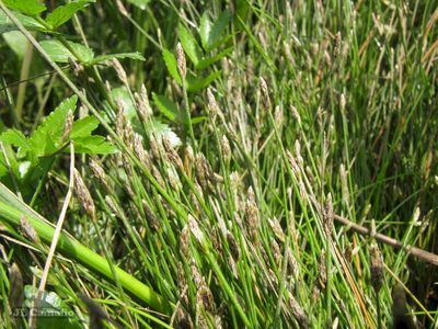Eleocharis bonariensis, photographed by José Luis Camaño