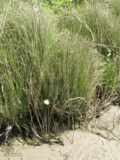Eleocharis bonariensis, photographed by José Luis Camaño