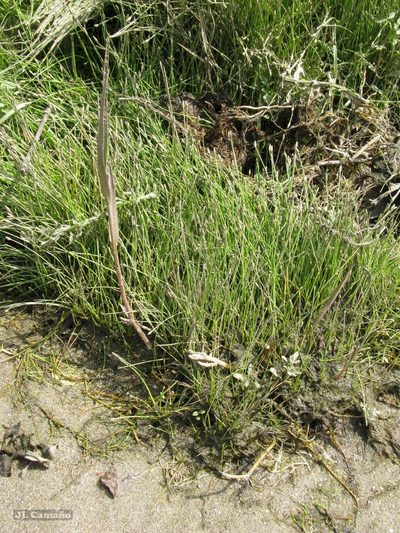Eleocharis bonariensis, photographed by José Luis Camaño