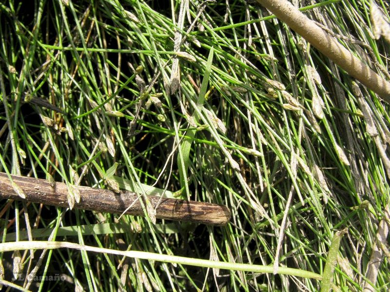Eleocharis bonariensis, photographed by José Luis Camaño
