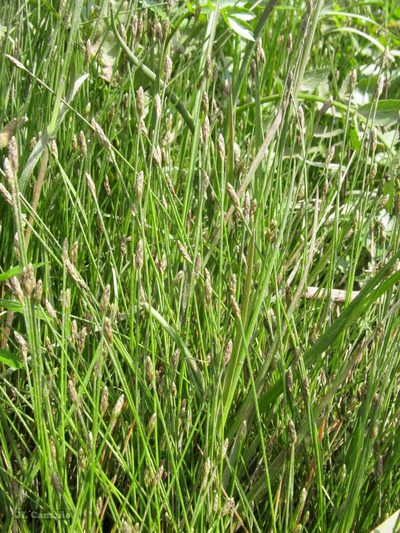 Eleocharis bonariensis, photographed by José Luis Camaño