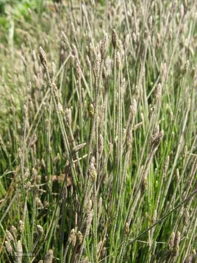 Eleocharis bonariensis, photographed by José Luis Camaño