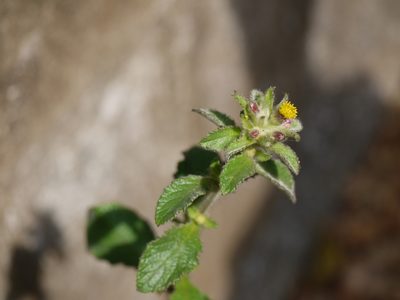 Blumea belangeriana, photographed by Dinesh Valke