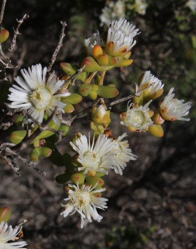 Stoeberia utilis, photographed by Tony Rebelo