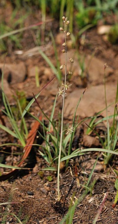 Urginavia multisetosa, photographed by Andrew Hankey