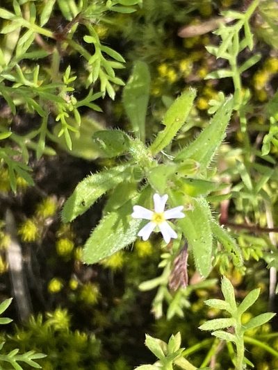 Zaluzianskya gracilis, photographed by Christina