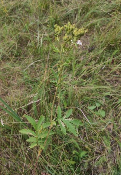 Potentilla longifolia, photographed by Юлия