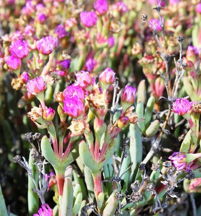 Ruschia tribracteata, photographed by Tony Rebelo