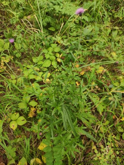 Cirsium serratuloides, photographed by Юлия