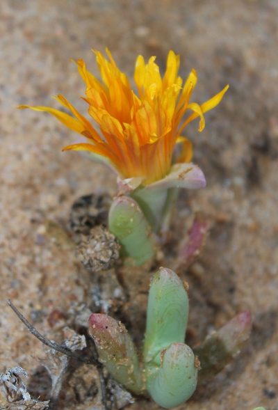 Malephora framesii, photographed by Tony Rebelo