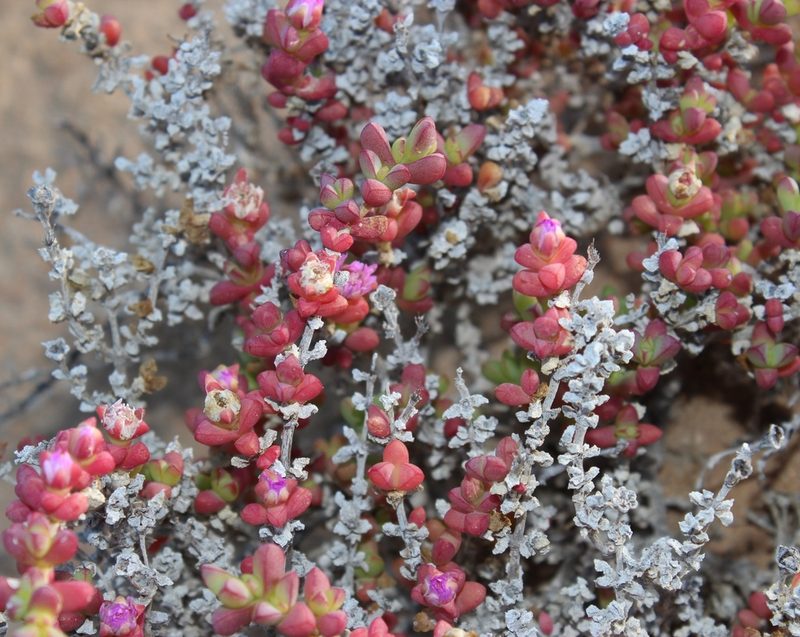Amphibolia succulenta, photographed by Tony Rebelo