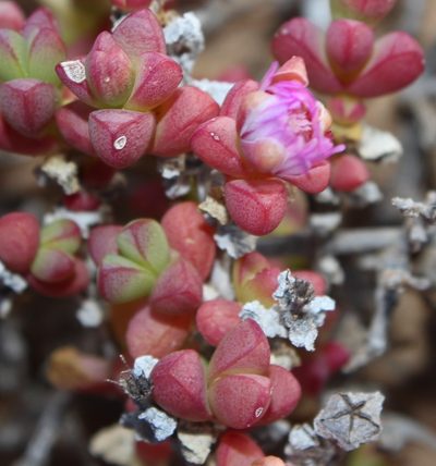Amphibolia succulenta, photographed by Tony Rebelo