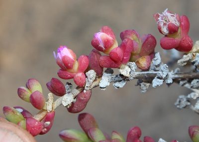 Amphibolia succulenta, photographed by Tony Rebelo