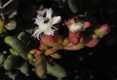 Stoeberia beetzii, photographed by Tony Rebelo