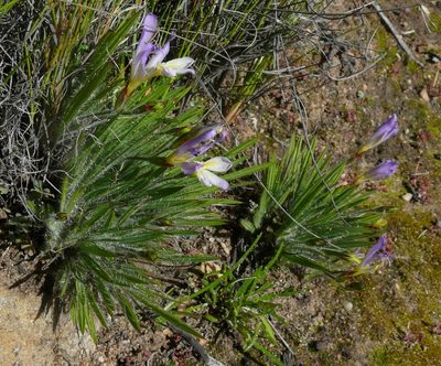 Babiana auriculata, photographed by Tony Rebelo
