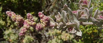Atriplex vestita, photographed by Nicola van Berkel