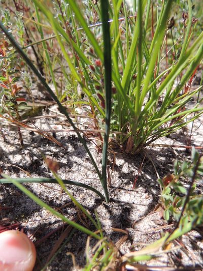 Ixia tenuifolia, photographed by Jacques van der Merwe