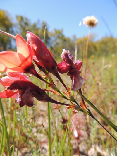 Ixia tenuifolia, photographed by Jacques van der Merwe