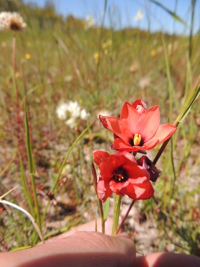 Ixia tenuifolia, photographed by Jacques van der Merwe