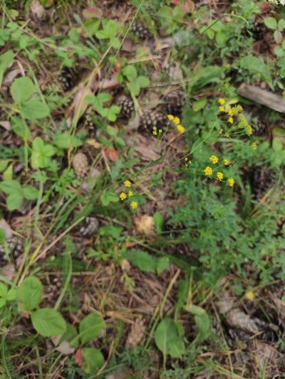 Bupleurum scorzonerifolium, photographed by Юлия