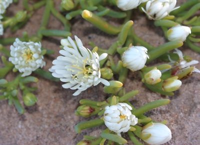 Mesembryanthemum rapaceum, photographed by Tony Rebelo