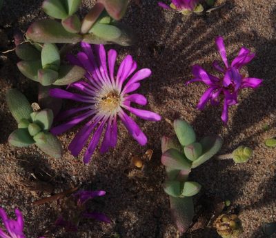 Drosanthemum latipetalum, photographed by Tony Rebelo