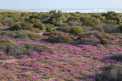 Drosanthemum latipetalum, photographed by Tony Rebelo