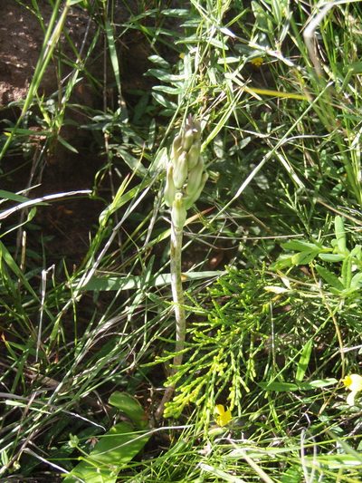 Lachenalia algoensis, photographed by Nicola van Berkel