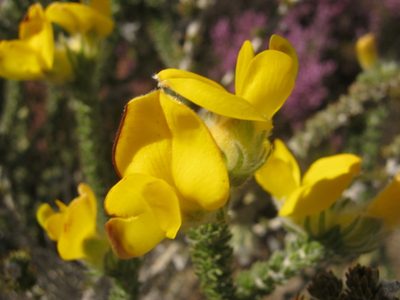 Aspalathus grandiflora, photographed by Di Turner