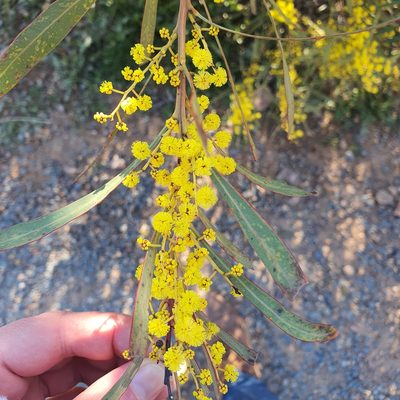Acacia rubida, photographed by Claudia Schipp