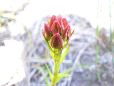 Ceratandra grandiflora, photographed by Di Turner
