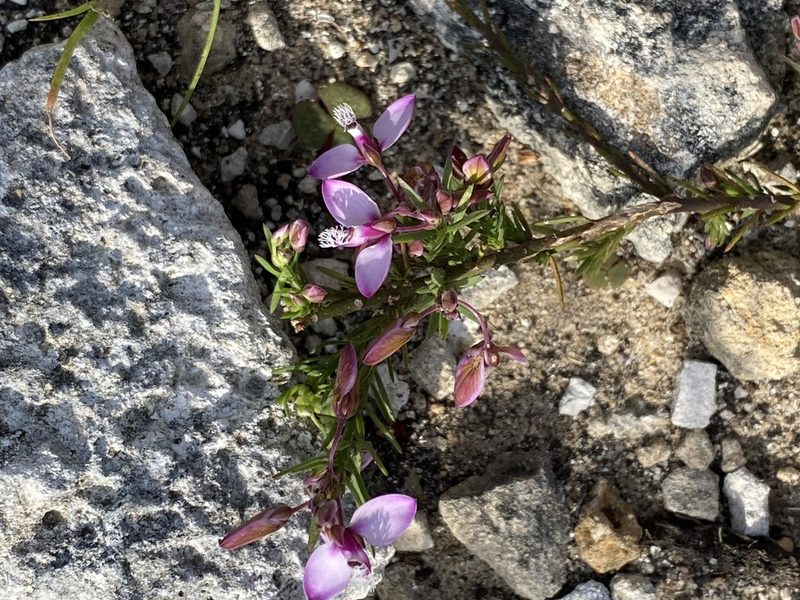 Polygala meridionalis, photographed by Christina