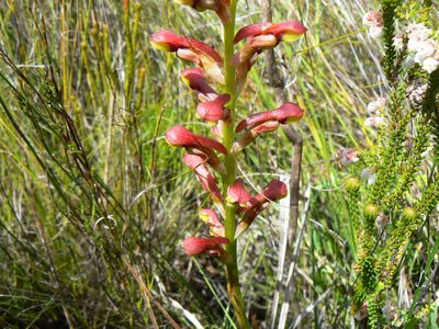 Disa brevicornis, photographed by Di Turner