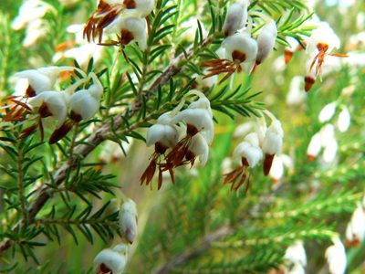 Erica penicilliformis, photographed by Di Turner