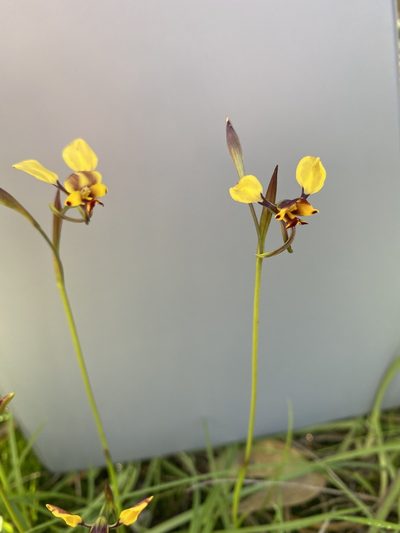 Diuris hazeliae, photographed by John Van Den Nouwelant